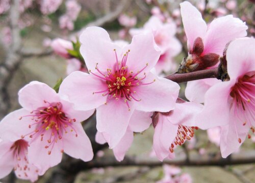 桃花外形样子 桃花的叶子形状为椭圆状披针形,它的花朵有多片花瓣