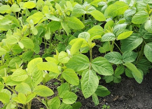 黄豆是单子叶植物吗