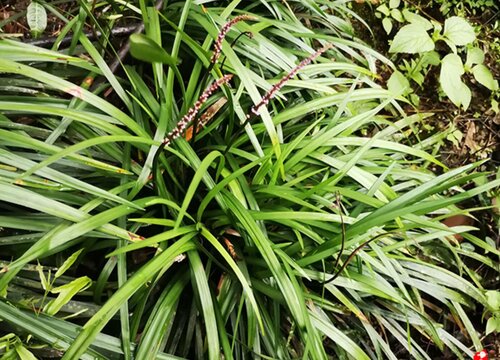 麦冬是单子叶植物吗