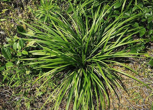 麦冬是单子叶植物吗 植物说