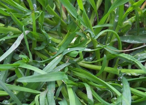 牛筋草是常绿植物吗