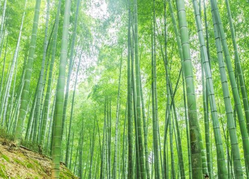 竹子是常绿植物吗