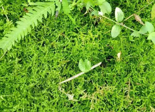 苔藓是常绿植物吗