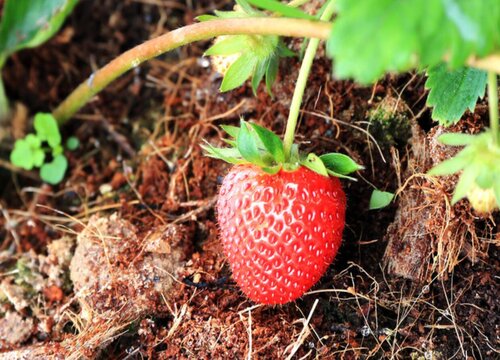 草莓是裸子植物吗