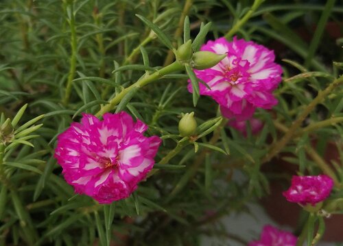 什么花的花语是自信 植物说