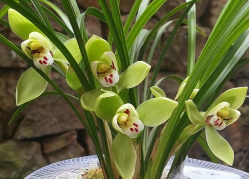 什么花的花语是自信 植物说