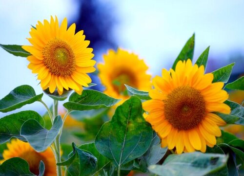 什么花的花语是向阳而生
