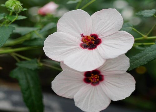 什么花的花语是强大温柔 植物说