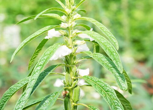 什么花的花语是越来越好