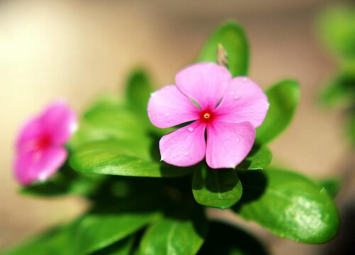 什么花的花语是希望你开心 植物说