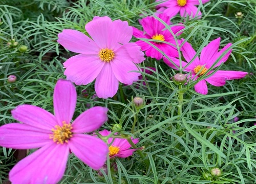 什么花的花语是珍惜