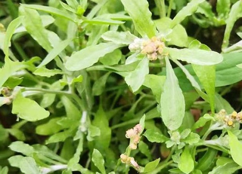 什么花的花语是我想你了 植物说