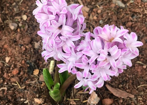 什么花的花语是冰冷