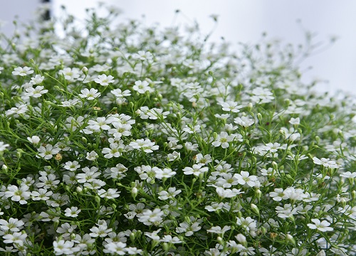 什么花的花语是想见你