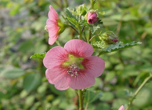 什么花的花语是坚韧 植物说