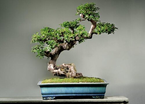 吸水石适合种什么植物 植物说