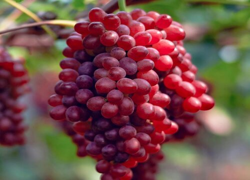 无籽红提是什么季节的水果