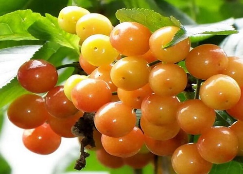 山东樱桃是什么季节的水果