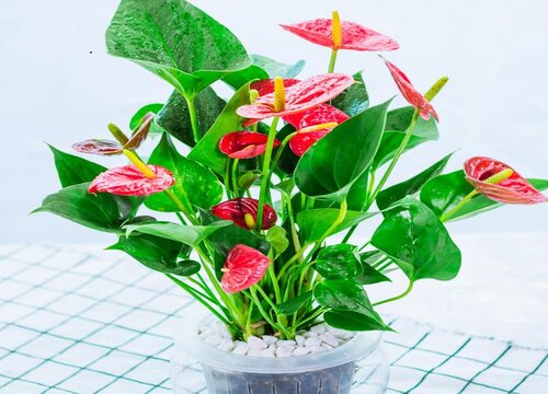 什么花的花语是幸运成功