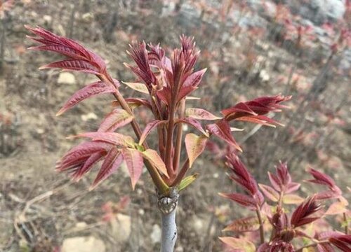 香椿树的叶子像什么样子