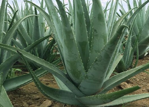 芦荟的叶子像什么样子