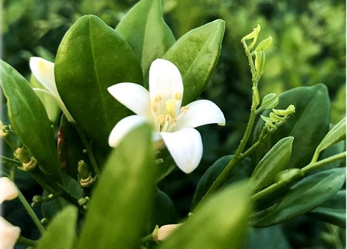 什么花的花语是勇气