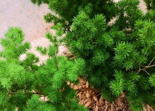 属鸡养什么植物旺财