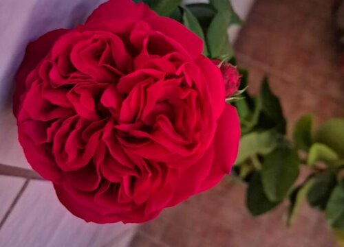 乔迁新居送什么花合适 植物说