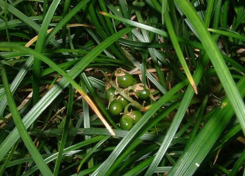 沿阶草是草本植物吗