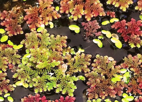 满江红是蕨类植物吗