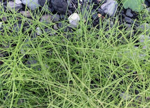 节节草是蕨类植物吗