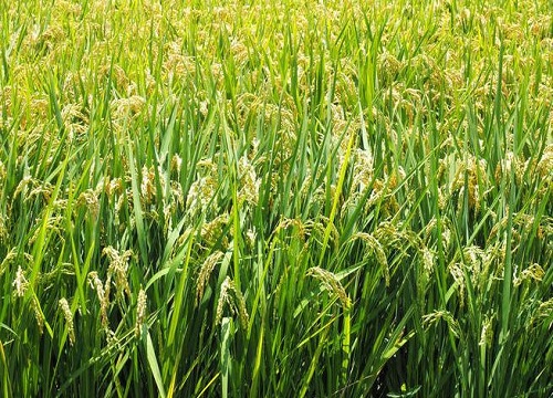 水稻是木本植物吗