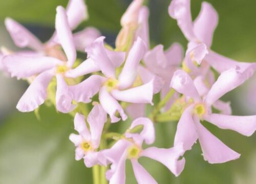 茉莉花是木本植物吗