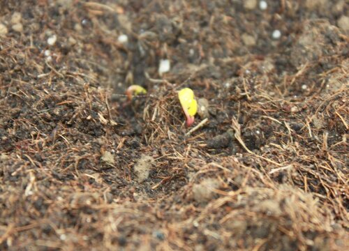 小香葱种子几天发芽