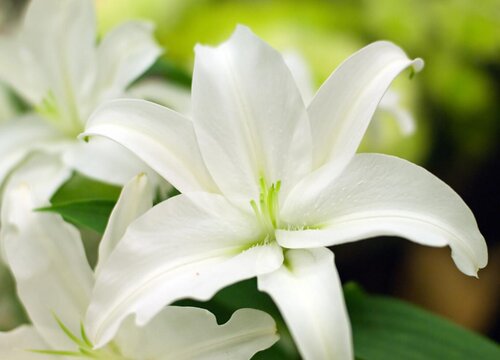 白百合花代表什么意思 植物说