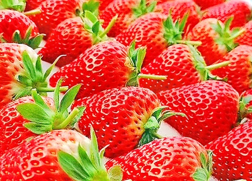 奶油草莓是什么季节的水果