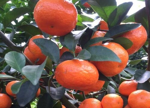 砂糖橘是什么季节的水果