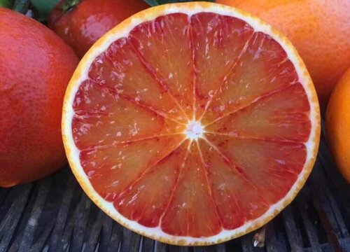 秭归血橙是什么季节的水果
