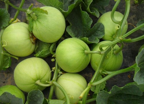 绿宝香瓜是什么季节的水果