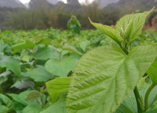 桑树是裸子植物吗