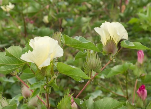 棉花是草本植物吗