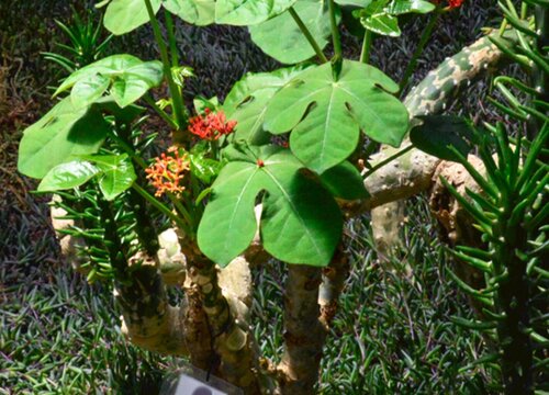 树是草本植物吗