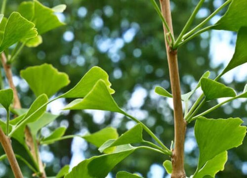 银杏是草本植物吗