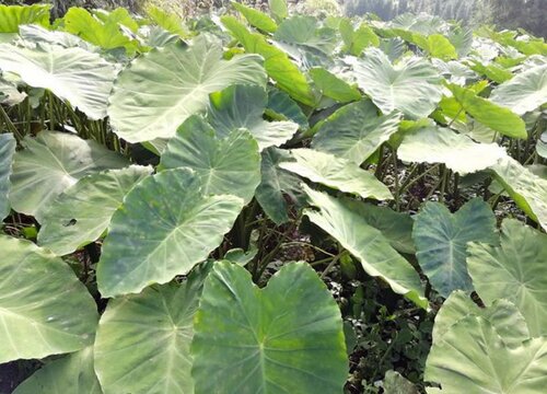 芋艿是草本植物吗