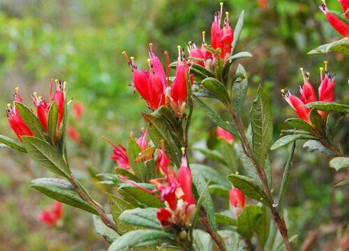 野生杜鹃是保护植物吗