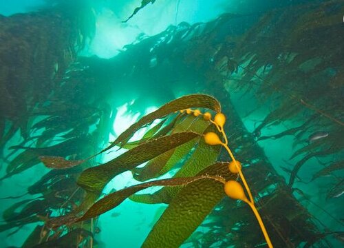 海带是蕨类植物吗