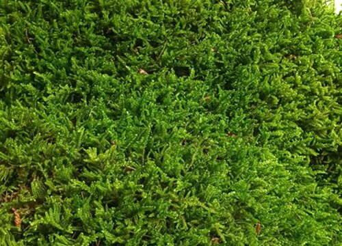 苔藓是蕨类植物吗