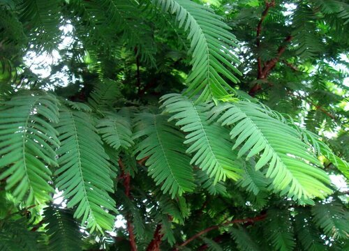 水杉是蕨类植物吗