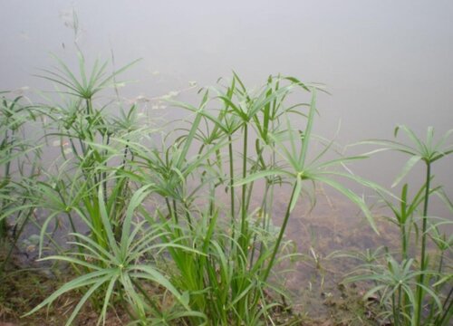 旱伞草是水生植物吗