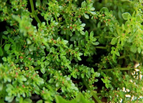 水花生是水生植物吗